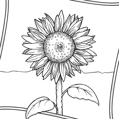 Sunflower coloring page