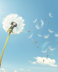 Image of dandelion seeds blowing in the wind